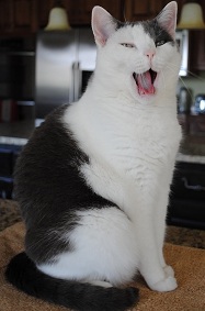 �ٻ��ǹ��� cycleB