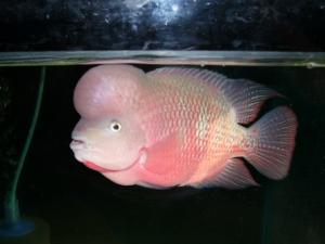 �ٻ��ǹ��� natee1191