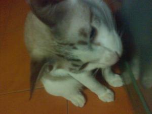 �ٻ��ǹ��� FACTORY