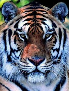 �ٻ��ǹ��� spider