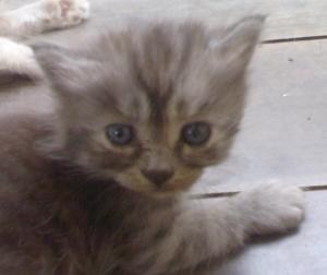 �ٻ��ǹ��� kiwcubic