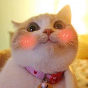 �ٻ��ǹ��� vermouthzii