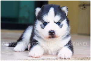 �ٻ��ǹ��� spidertoon